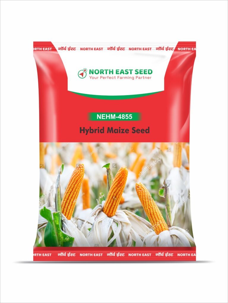 Hybrid Maize Seed 4855