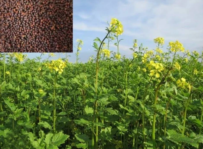Hybrid Mustard