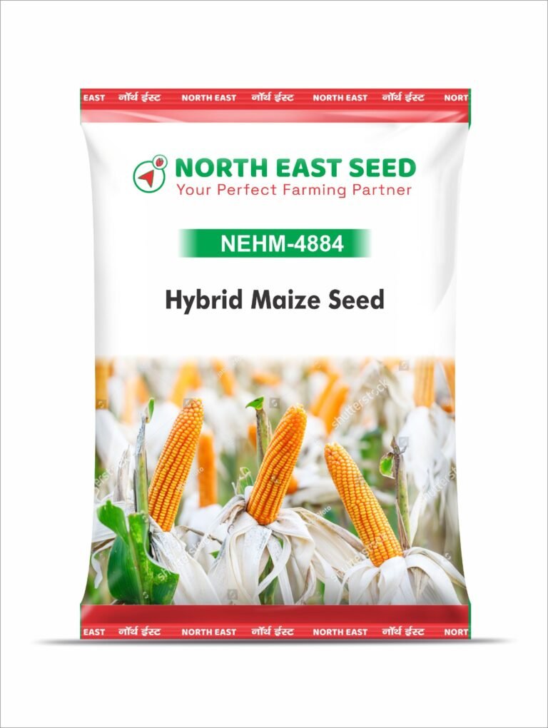 Hybrid maize seed 4884