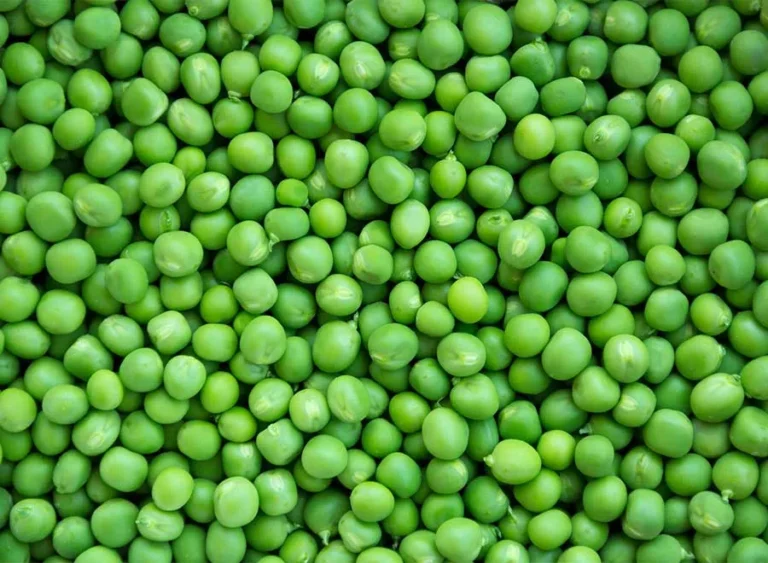 Field Pea