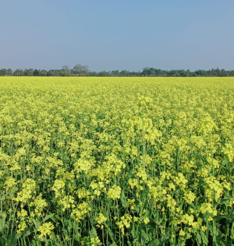 Mustard Notified BPM-11