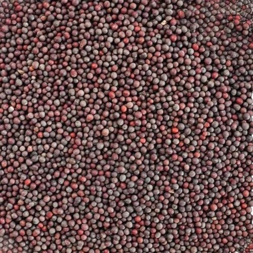 improved brown mustard