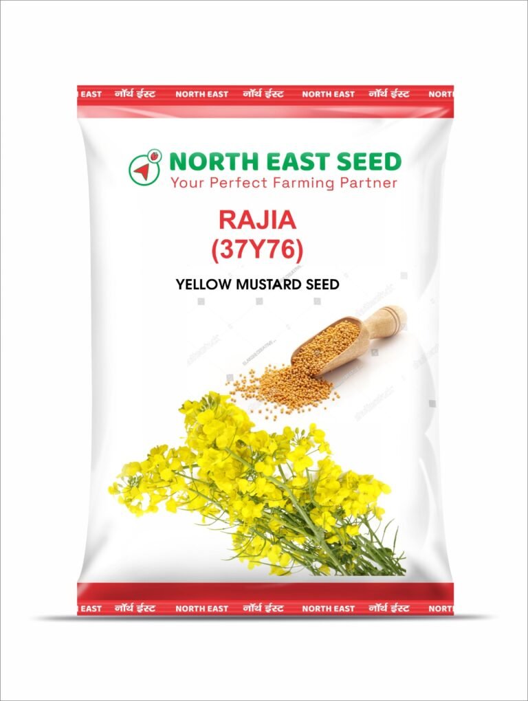 Rajia 37y76   Yellow Mustard Seed