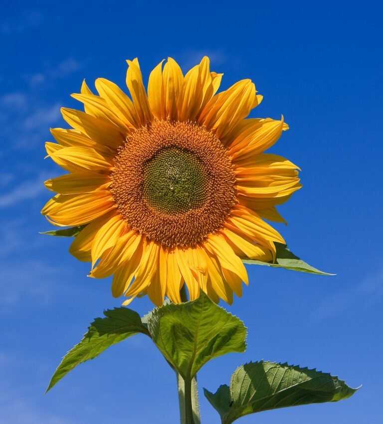 Sunflower Hybrid NSF-5001 (SUNSHINE)