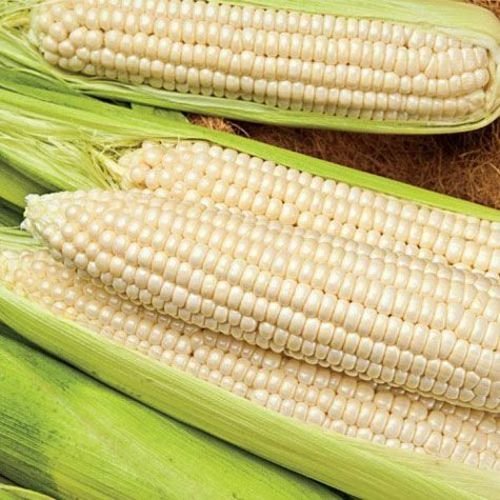 White maize